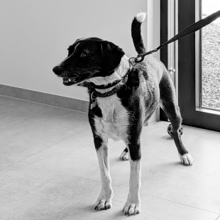 Chien tenu en laisse dans le hall d'entrée, photo en noir et blanc.